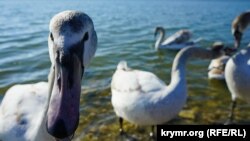 Крымское лебединое озеро Сасык-Сиваш (фотогалерея)