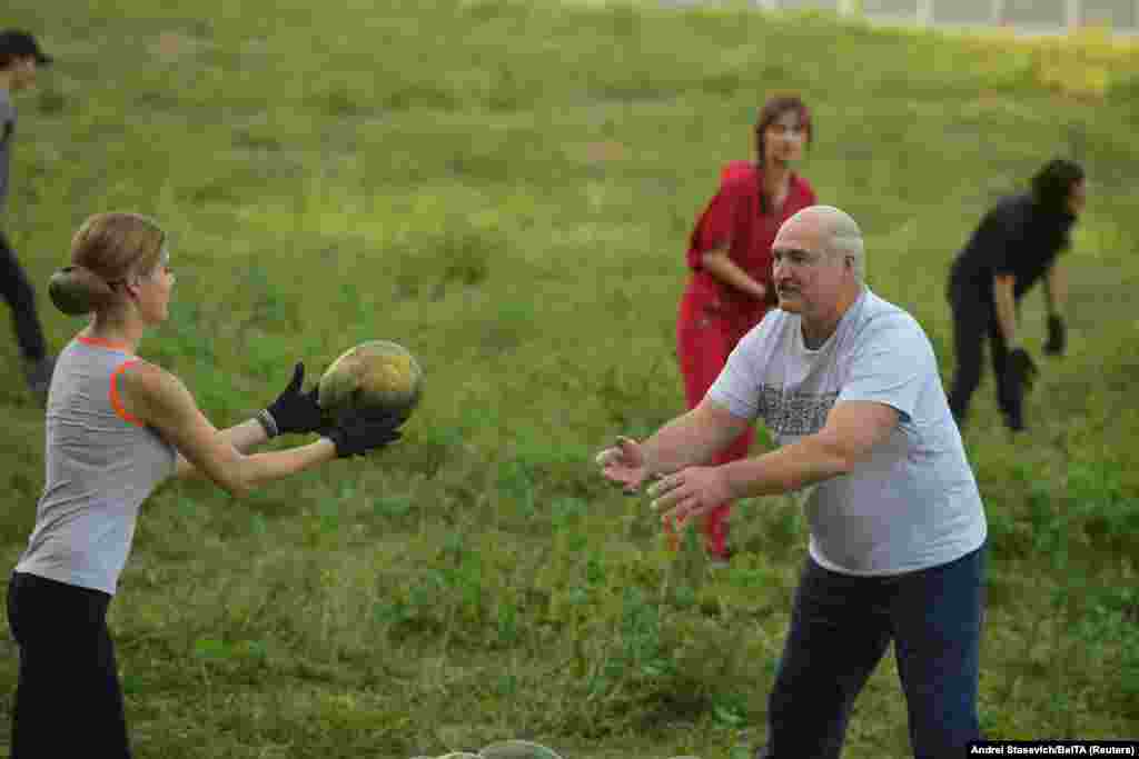 Belarusian President Alyaksandr Lukashenka takes part in harvesting watermelons at his garden on the outskirts of Minsk. (BelTA/Andrei Stasevich)