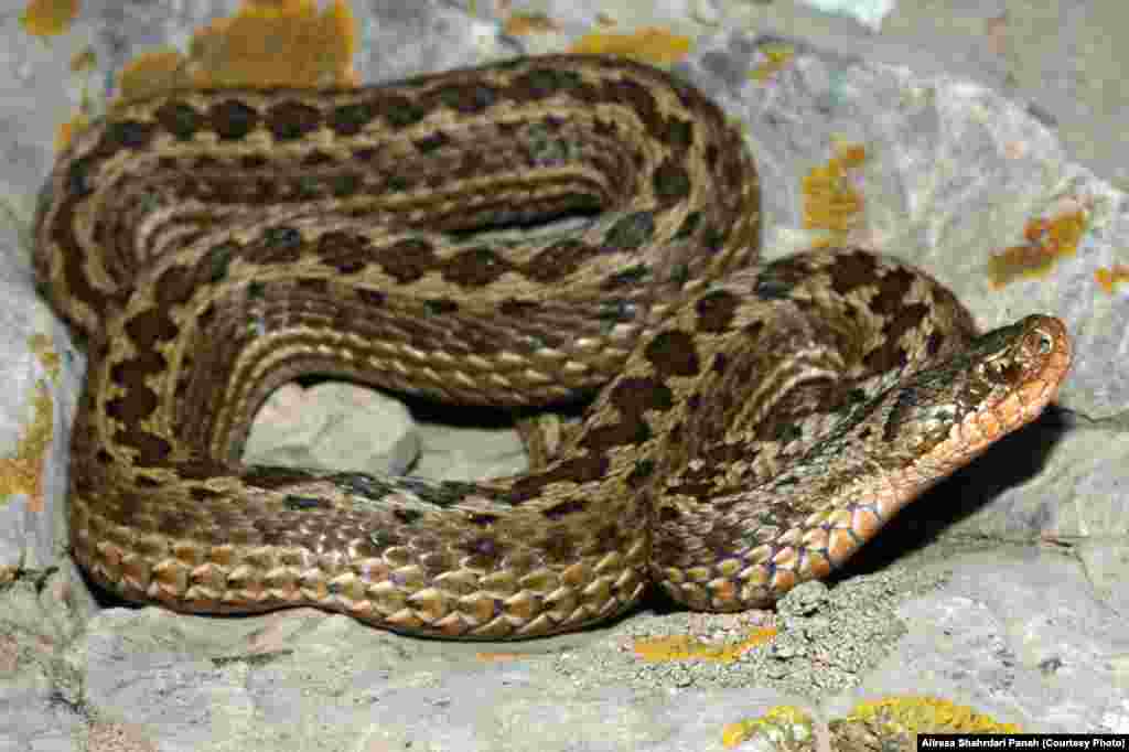  نام علمی: Vipera (Acridophaga) eriwanensis ، نام فارسی: افعی البرزی، نام انگليسی: Alborz viper، اندازه: طول کل ۶۵ و دم ۵ سانتيمتر،&nbsp;زيستگاه: اين مار يک گونه کوهستانی است، پراکندگی در ايران: استان های تهران، البرز، &zwnj;قزوين، مازندران، زنجان، &zwnj;آذربايجان شرقی و آذربايجان غربی، این مار سمی است 