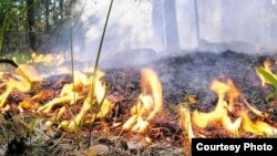 A fire burns in the woods of Russia's Republic of Tatarstan on July 28.