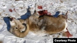 Архар, убитый браконьерами