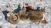 Снежный баран, убитый браконьерами с вертолета на Алтае