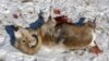 Снежный баран, убитый охотниками на Алтае