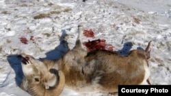 Охота на архаров в январе 2009 года закончилась трагедией