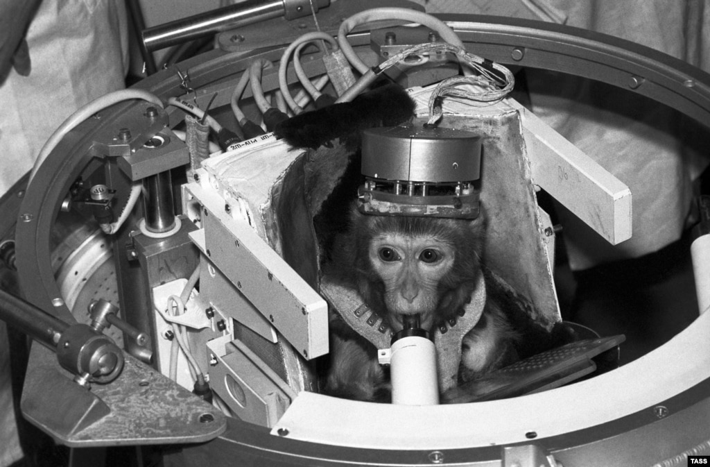 rocket monkey travel