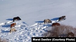 Жумгал районунда тартылган сүрөт.