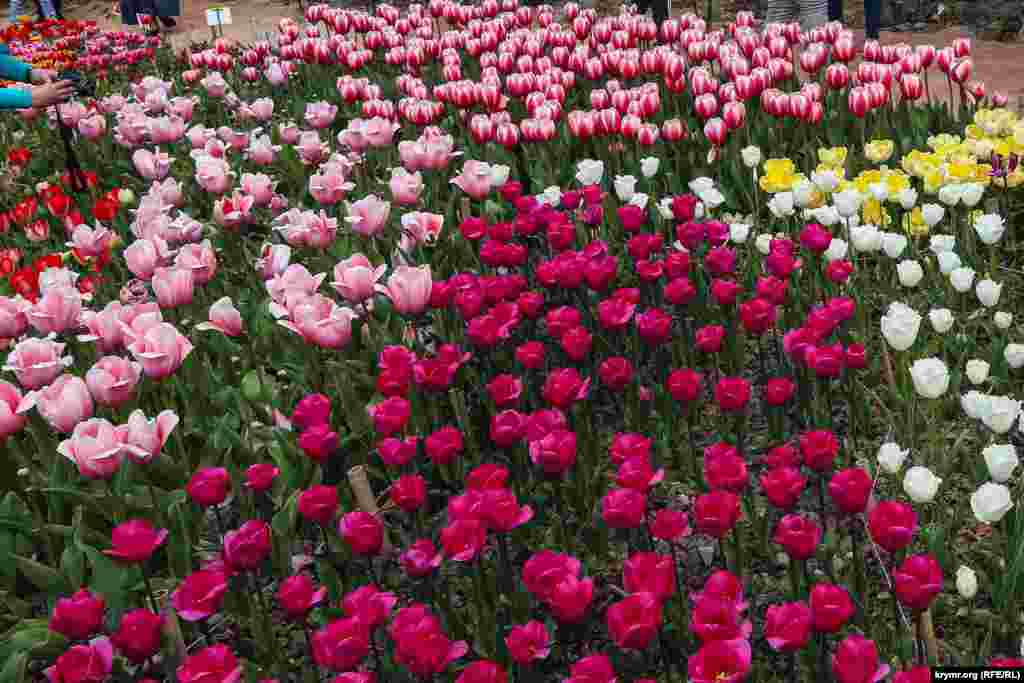 Загалом в експозиції нараховується 227 сортів і гібридів тюльпанів, 23 з них&nbsp;&ndash; селекції Нікітського саду