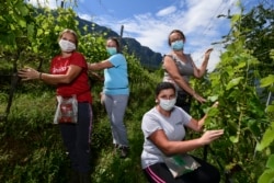 These Romanian workers at a vineyard near Trentino, Italy, were brought by private plane from Romania by the estate's owner.