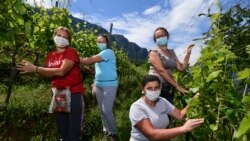 Beračice grožđa, Italija