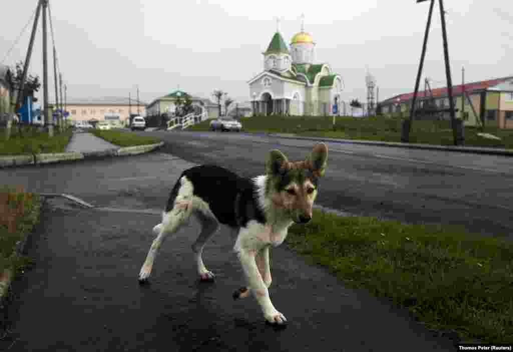 A young dog sidesteps a Reuters photographer on Kunashir Island, one of four islands that Russia has settled but Japan calls its Northern Territories. Kunashir lies just 20 kilometers from the Japanese mainland. &nbsp;