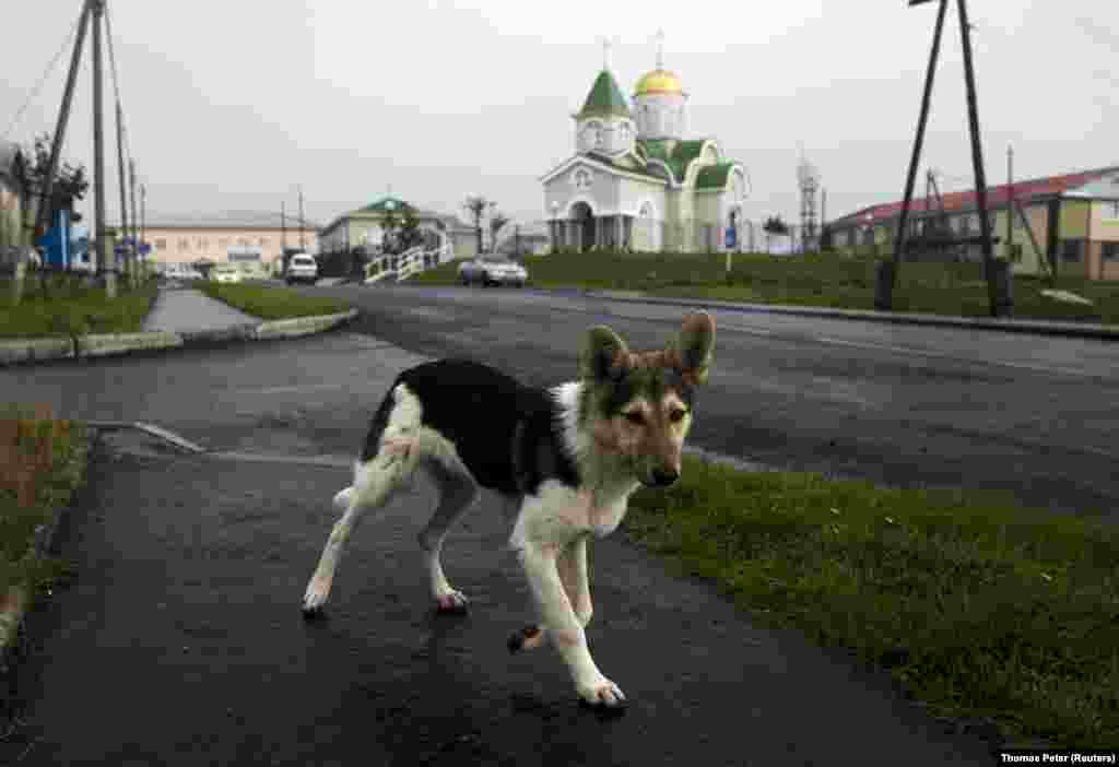 A young dog sidesteps a Reuters photographer on Kunashir Island, one of four islands that Russia has settled but Japan calls its Northern Territories. Kunashir lies just 20 kilometers from the Japanese mainland. 