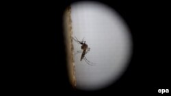 Вірус, що спричиняє хворобу зіка, переносять комарі роду Aedes