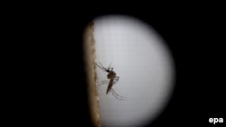 Вирус переносится комарами, но известны и случаи передачи половым путем от человека человеку