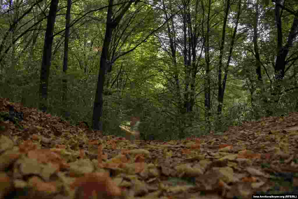 Тишина крымских лесов покоряет посетителей сада
