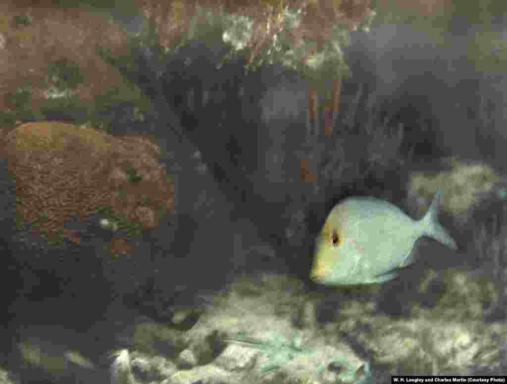 Using a brassbound waterproof camera and dragging a raft rigged with a pound of explosive flash powder -- the equivalent of 2,400 flashbulbs -- marine biologist William Longley and &quot;National Geographic&quot; photographer Charles Martin stalked the shallows around the Dry Tortugas, making the first natural-color underwater images in 1926.