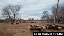 Деревня скотоводов в Хакасии