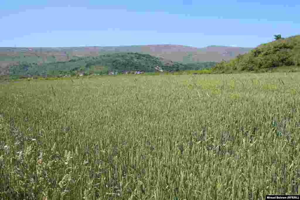 Jedna od rijetkih njiva sa žitom u Hercegovini (lokalitet Baćevići kod Mostara)