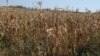 Comisia Europeană estima că România ar urma să înregistreze în 2021, la grâu, o producție medie la hectar de 4,2 tone față de o medie de 5,7 tone în ultimii cinci ani. Fermierii români spun că scăderea e mai mare.