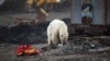 RUSSIA -- A stray polar bear is seen in the industrial city of Norilsk, June 17