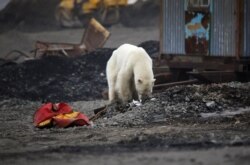 Zalutali polarni medved viđen je u junu u industrijskom gradu Norilsk, stotinama kilometara od svog prirodnog staništa