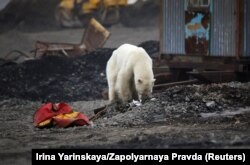 A stray polar bear is seen in the industrial Russian city of Norilsk in June, hundreds of kilometers from its natural habitat.