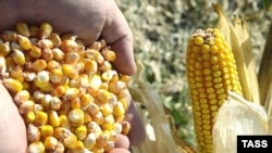 Потребность в биотопливе может через 12 лет сделать кукурузу на 66% дороже