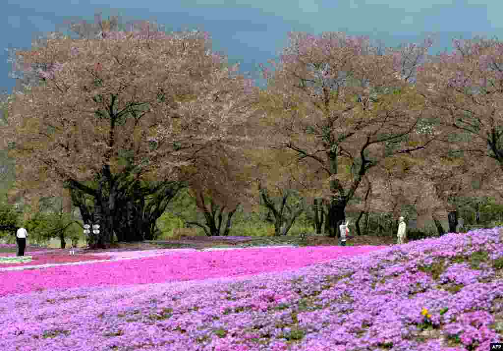 Visitors enjoy walking through moss phlox at a garden in Tatebayashi, Gunma Prefecture, about 80 kilometers north of Tokyo. More than 400,000 blossoming moss phlox are expected to attract thousands of visitors. (AFP/Kazuhiro Nogi)