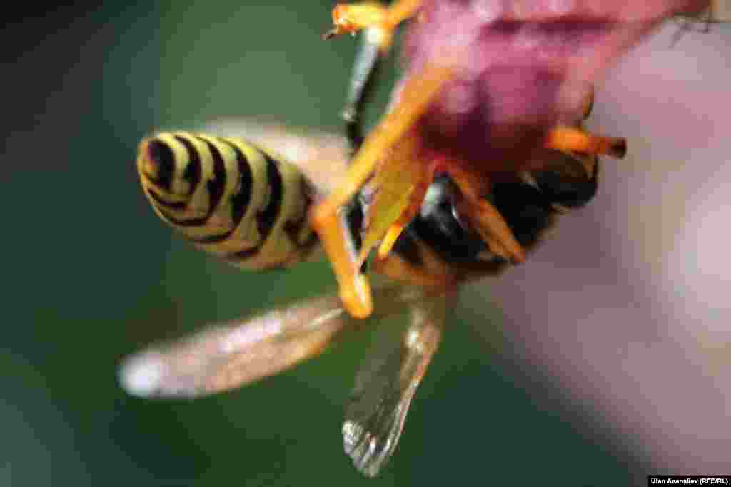 Kyrgyzstan - Macro. Increased life. Nature. Spring-Fall, 2012