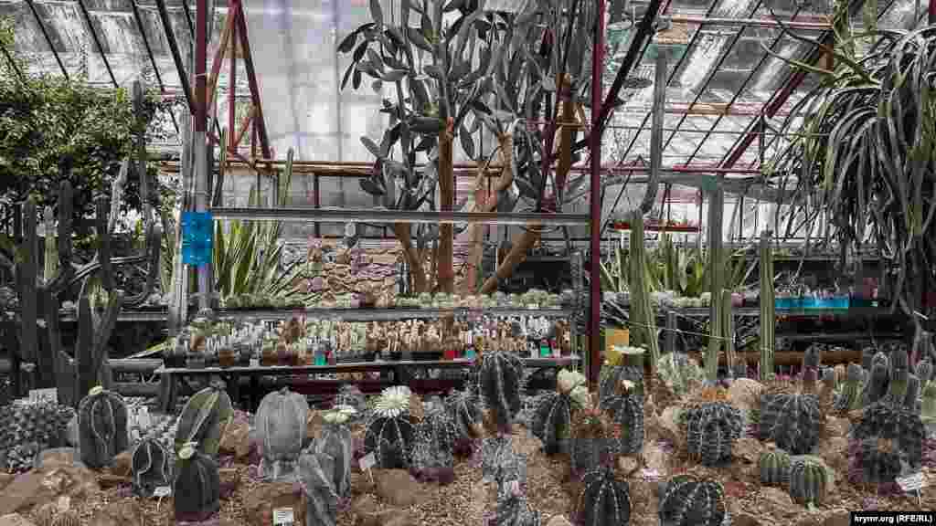 У цій оранжереї налічують сотні кактусів, багато з яких зараз цвітуть