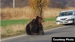 Bear hit by car left 17 hours on the roadside