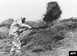 A Swedish farmer wearing anti-atomic clothes shifts fodder contemned by the radioactive cloud of Chernobyl in June 1986, a few days after the No. 4 reactor's blast, the world's worst nuclear accident of the 20th century. / AFP PHOTO