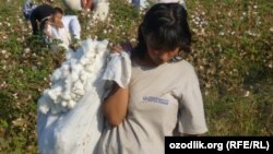 Өзбекстанда мақта алқабында жұмыс істеп жүрген балалар. (Көрнекі сурет)