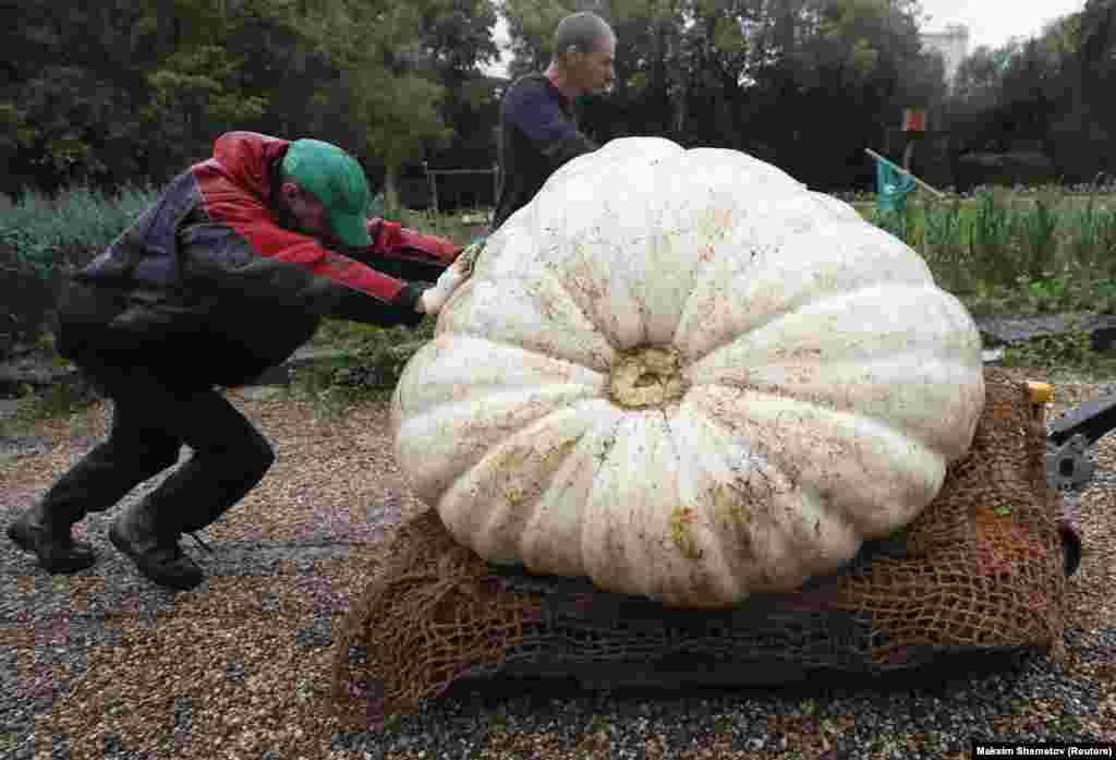 Men transport an Atlantic Giant pumpkin, which was cultivated for about six months and currently weighs over 430 kilograms, before its presentation at Moscow State University&rsquo;s Botanic Garden in Moscow. (Reuters/Maxim Shemetov)