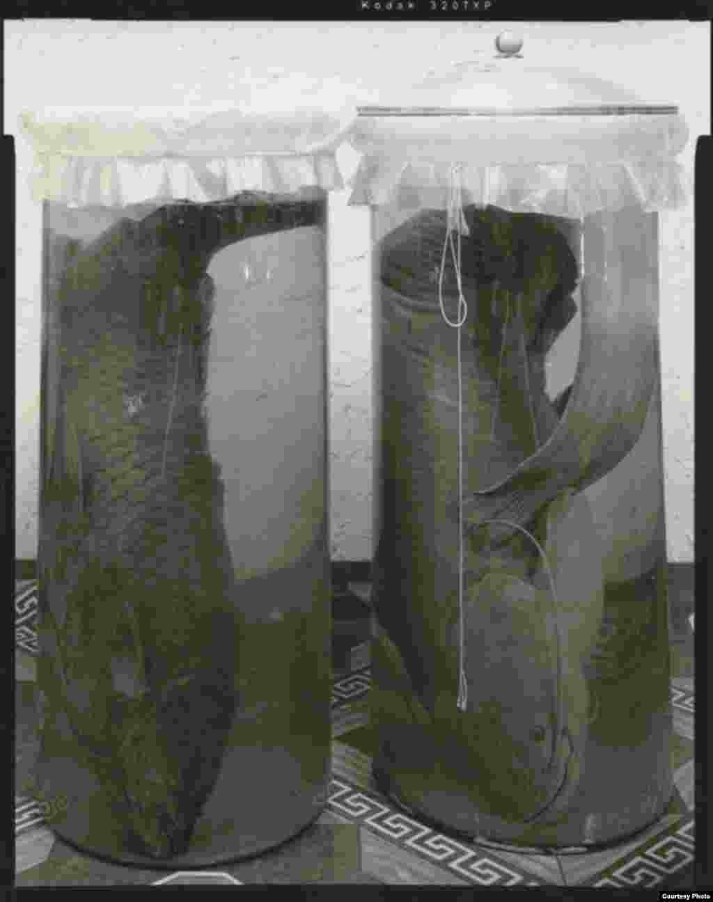 Locally extinct species of fish in formaldehyde at a museum in the Aral region - UNESCO says just two of the 30 species that once inhabited the Aral Sea have survived locally (all photos copyright Radek Skrivanek-www.radekphoto.com)