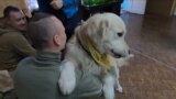 grab: therapy dogs