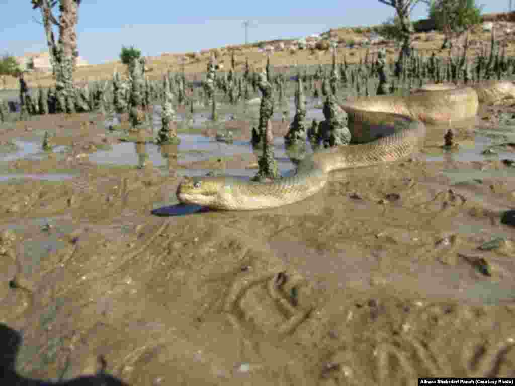  نام علمی:&nbsp;Enhydrina schistosa&nbsp;، نام فارسی: مار دريايی نوک دار ، نام انگليسی: Beaked Sea Snake، اندازه: طول کل ۱۳۰ سانتیمتر، زيستگاه: درياها و اقيانوس ها، پراکندگی در ايران: خليج فارس و دريای عمان، این مار سمی است 