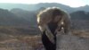 Макгилливри несет мертвого волка в Неваде