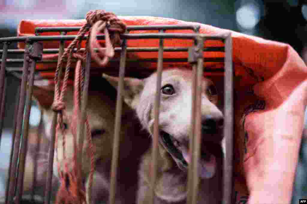 Несмотря на официальный запрет, наложеный китайскими властями, ежегодный Юйлиньский фестиваль собачьего мяса все-таки состоялся