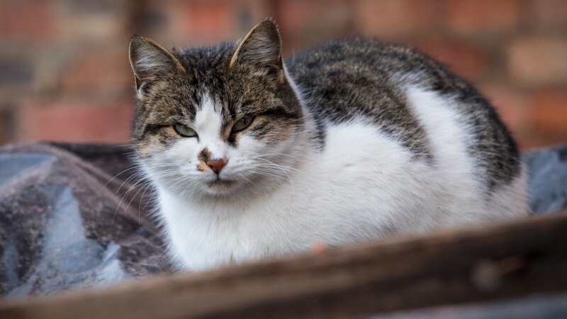 В Чувашии из-за бешеной кошки введен карантин