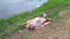 Приангарье: около десятка мертвых коров бросили на берегу реки