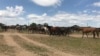 Kazakhstan - Karaganda region - Old Zhyrem - A flock of horses in a village, May 20, 2019