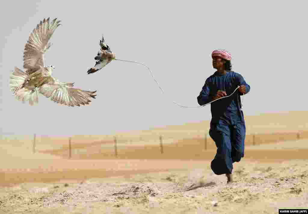 An Emirati falconer moves a lure to attract a falcon in the Liwa Oasis, southwest of Abu Dhabi. (AFP/Karim Sahib)