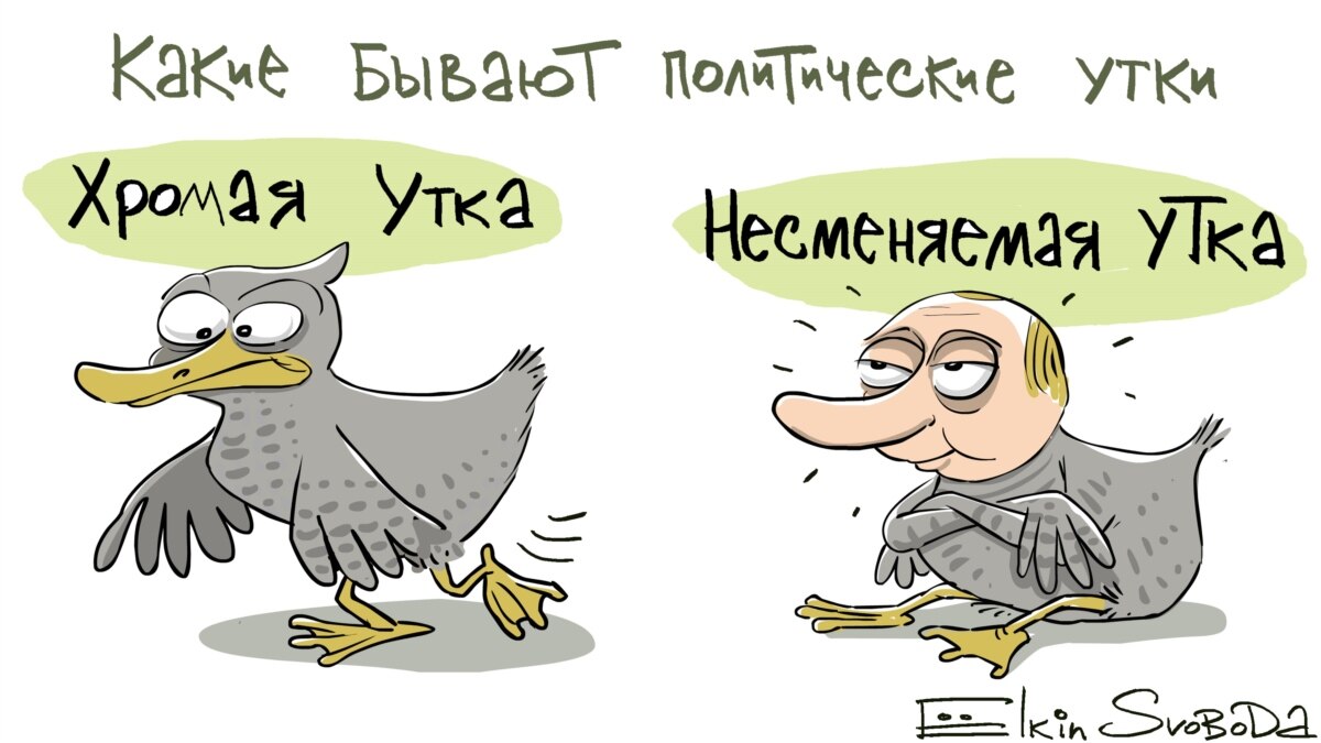 Хромать перевод. Утка карикатура. Карикатура утки. Уточка карикатура.