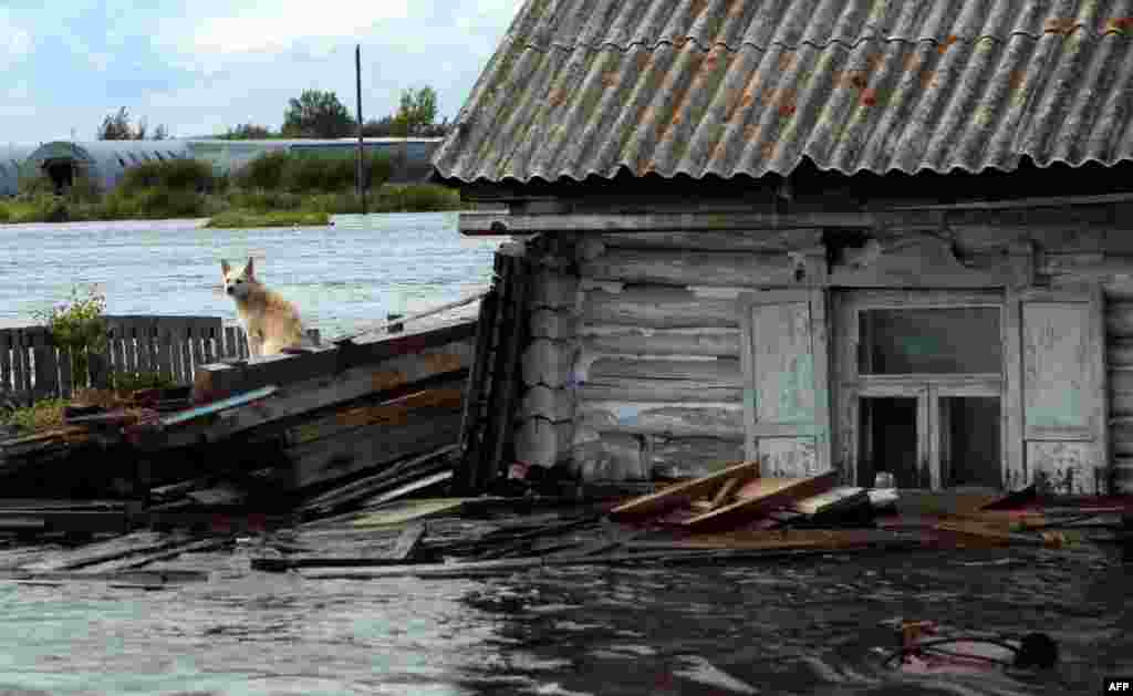 A dog sits next to floodwaters outside a house in the township of Khorpinsky in the Russian Far East city of Komsomolsk-on-Amur. (AFP/Vladimir Kosarev)
