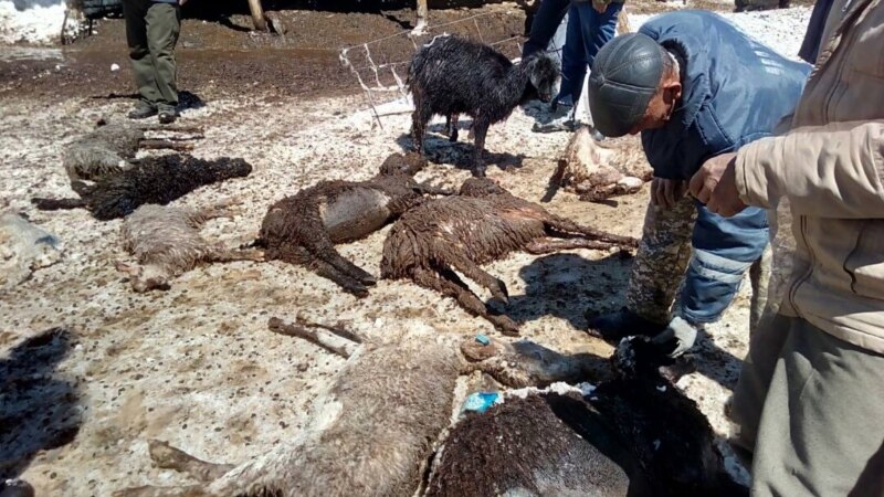 Кыргызстан оценивает ущерб после падежа скота