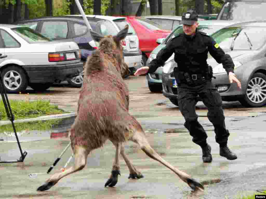 A policeman tries to divert a female moose into a net after she wandered into the suburbs of Lublin, Poland. The moose was later released into the forest. Photo by Rafal Michalkowski for Reuters