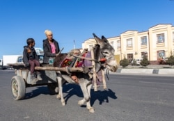 Magarac vuče kolica u Samarkandu