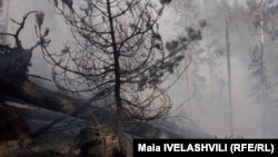 ტყის ხანძარი აბასთუმანში