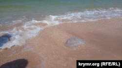Медуза в Азовском море, 20 июля 2018 года