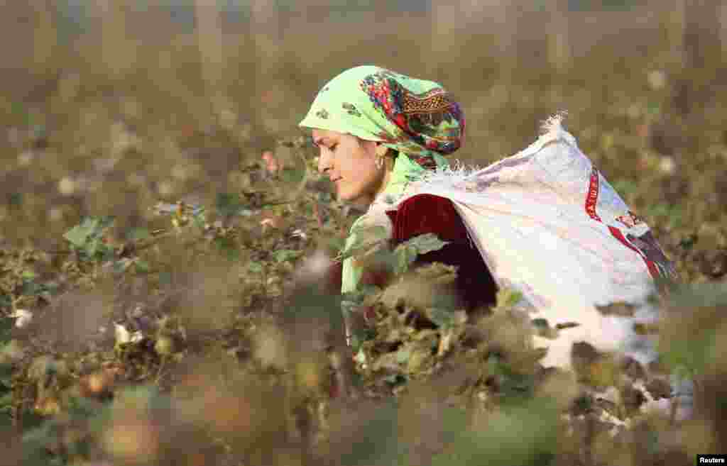 A woman carries a sack of cotton in a field near the village of Yakhak, October 10, 2013.
